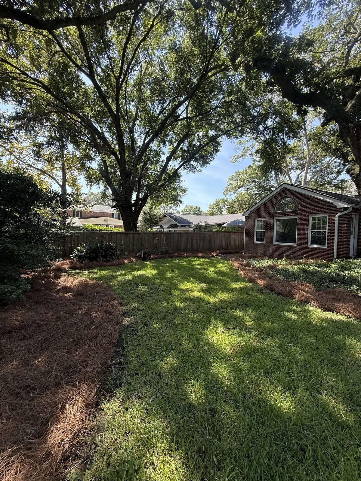 Fresh pine straw mulch beds along a fenced backyard under oak trees