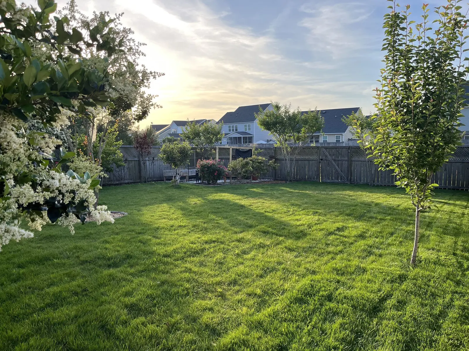 A backyard garden bed with flowering shrubs beside a striped lawn at golden hour